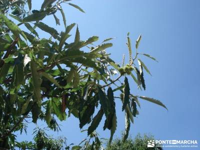 Pinares de Piedralaves; senderismo la palma cerezo en flor valle del jerte senderismo sierra de madr